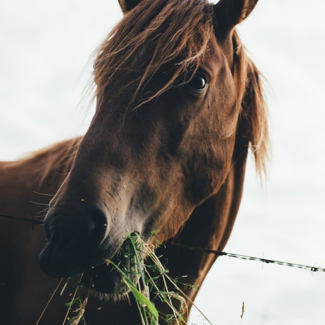 paarden hooi voeren of laten grazen